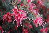 Grevillea lav. x alpina Jelly Baby