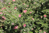 Grevillea lavandulacea Pinky Petite