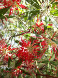 Grevillea olivacea