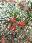 Grevillea olivacea