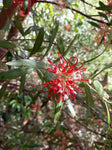 Grevillea olivacea