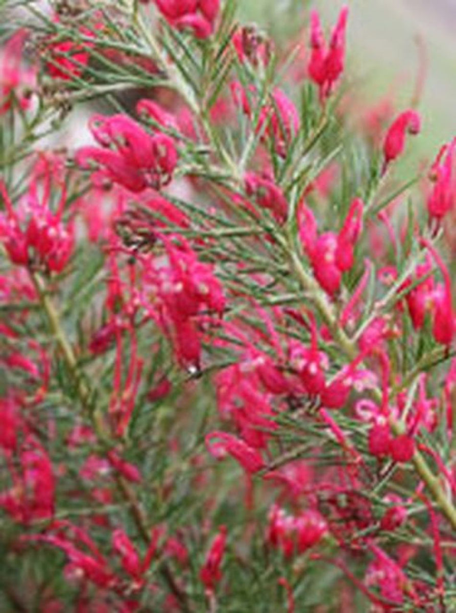 Grevillea rosmarinifolia Crimson Villea TM H16 – Greener Garden Supplies