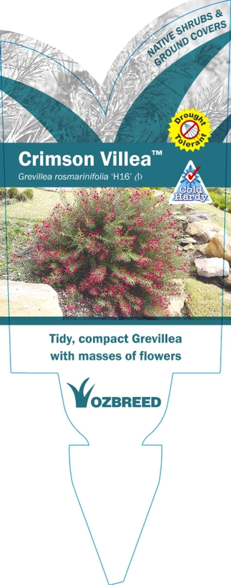 Grevillea rosmarinifolia Crimson Villea TM H16 – Greener Garden Supplies