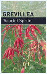 Grevillea rosmarinifolia Scarlet Sprite