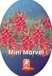 Grevillea thelemanniana Mini Marvel