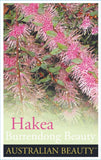 Hakea Burrendong Beauty