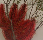 Hakea bucculenta