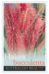 Hakea bucculenta