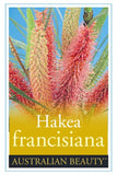 Hakea francisiana