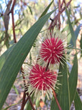 Hakea laurina