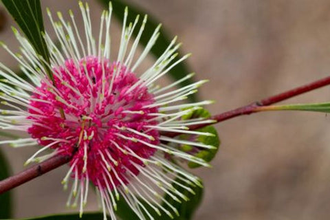 Hakea laurina Stockdale Sensation