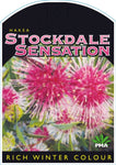 Hakea laurina Stockdale Sensation