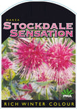 Hakea laurina Stockdale Sensation