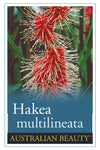 Hakea multilineata