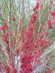 Hakea orthorrhyncha