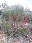 Hakea orthorrhyncha