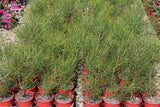 Hakea orthorrhyncha