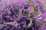 Hardenbergia Meema TM HB1