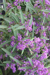 Hardenbergia Meema TM HB1