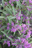 Hardenbergia Meema TM HB1