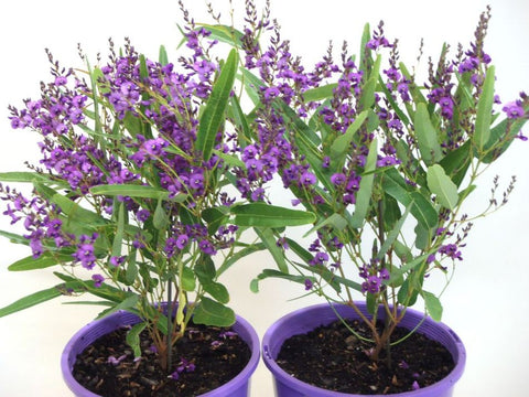 Hardenbergia Meema TM HB1