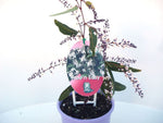 Hardenbergia Free n Easy