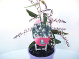 Hardenbergia Free n Easy