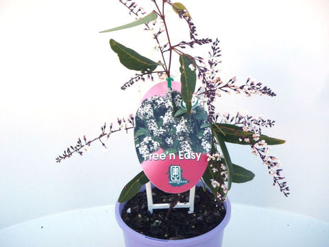 Hardenbergia Free n Easy