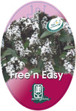 Hardenbergia Free n Easy