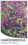 Hardenbergia Happy Wanderer