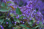 Hardenbergia Sea of Purple