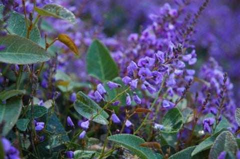 Hardenbergia Sea of Purple