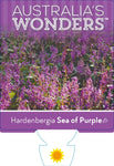 Hardenbergia Sea of Purple