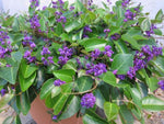 Hardenbergia Sweet Heart