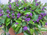 Hardenbergia Sweet Heart