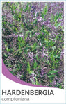 Hardenbergia comptoniana