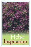 Hebe Inspiration