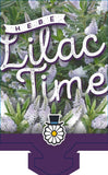 Hebe Lilac Time