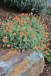 Helianthemum Fire Dragon Sunrose