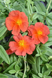 Helianthemum Fire Dragon Sunrose