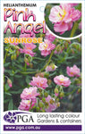 Helianthemum Pink Angel Sunrose