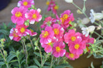 Helianthemum Raspberry Ripple