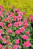 Helianthemum Raspberry Ripple