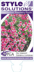 Helianthemum Raspberry Ripple