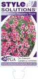 Helianthemum Raspberry Ripple