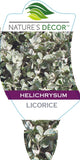 Helichrysum Licorice