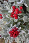 Helichrysum Red Jewel