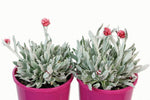 Helichrysum Red Jewel