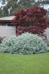 Helichrysum petiolare Hi Ho Silver