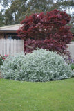 Helichrysum petiolare Hi Ho Silver